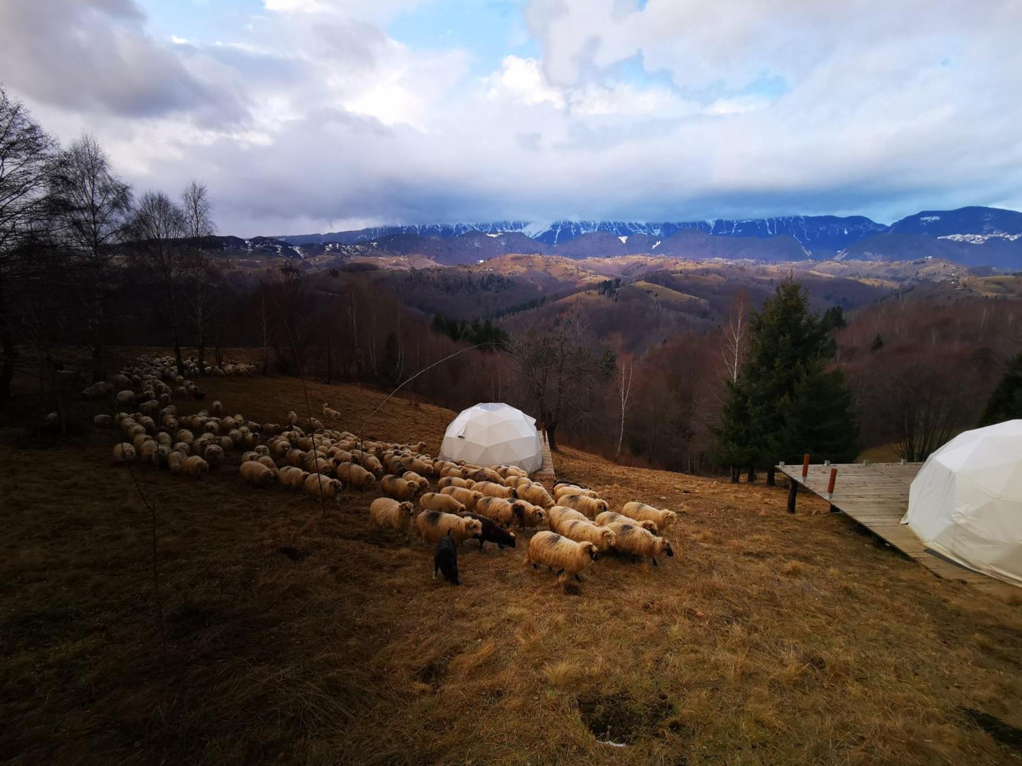 Отель Glamping Zazen Drumu Carului Экстерьер фото